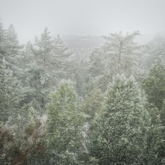 Nevão na Floresta
